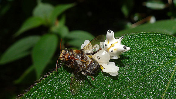 Image de Epicadus heterogaster (Guérin 1829)