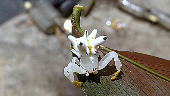 Image of Epicadus heterogaster (Guérin 1829)