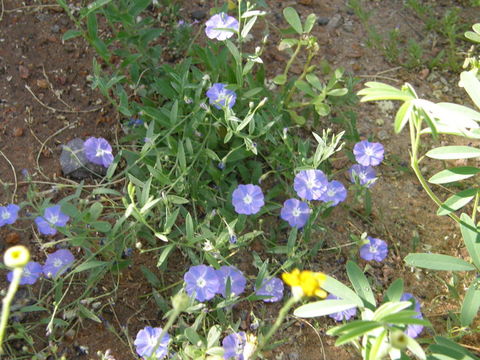 Image of wild dwarf morning-glory