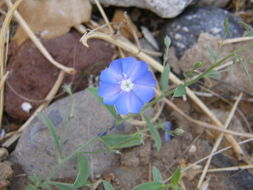 Image of wild dwarf morning-glory