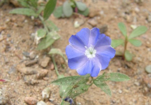 Image of wild dwarf morning-glory