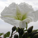 Image of tree morning glory