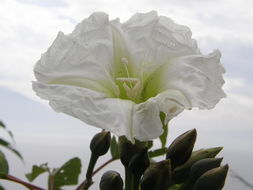 Image of tree morning glory