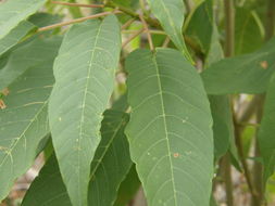 Image of tree morning glory