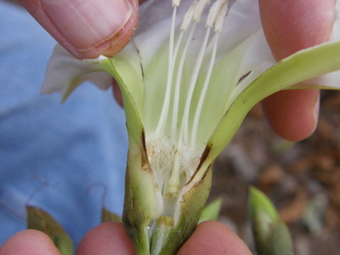 Plancia ëd Ipomoea pauciflora Mart. & Gal.