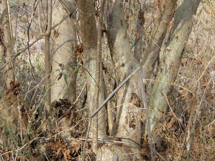 Image of tree morning glory