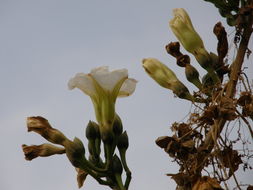 Image of tree morning glory