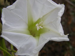 Image of tree morning glory