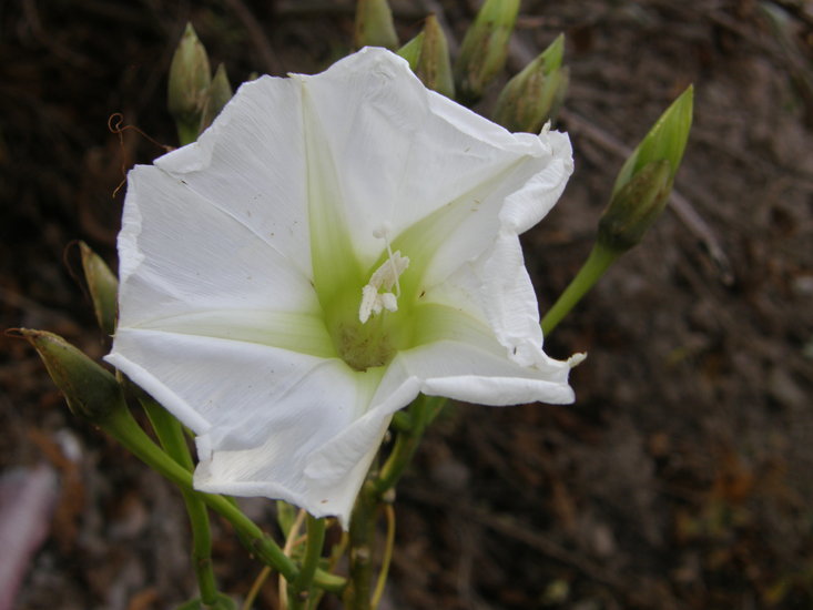 Plancia ëd Ipomoea pauciflora Mart. & Gal.