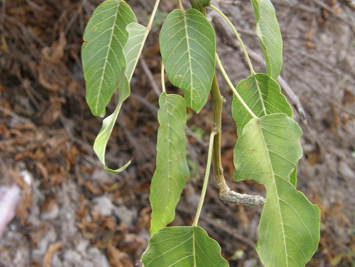 Image of tree morning glory