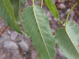 Image of tree morning glory