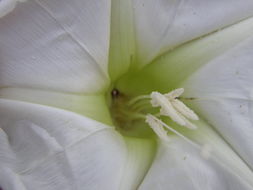 Image of tree morning glory