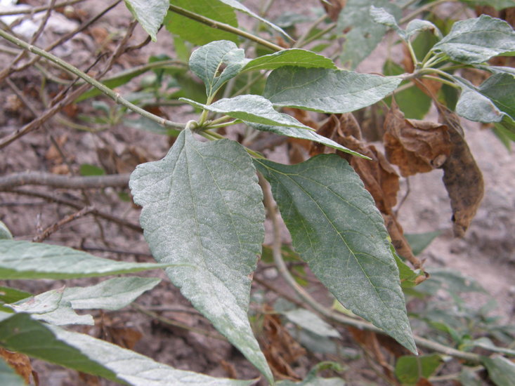 Image of tree morning glory