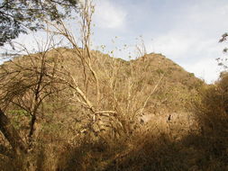 Image of tree morning glory