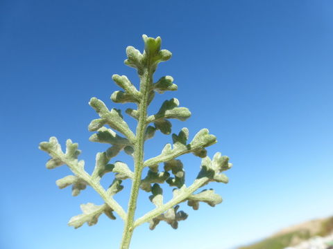 Image of silver bur ragweed