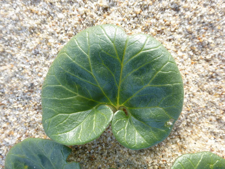 Plancia ëd Calystegia soldanella (L.) R. Br.