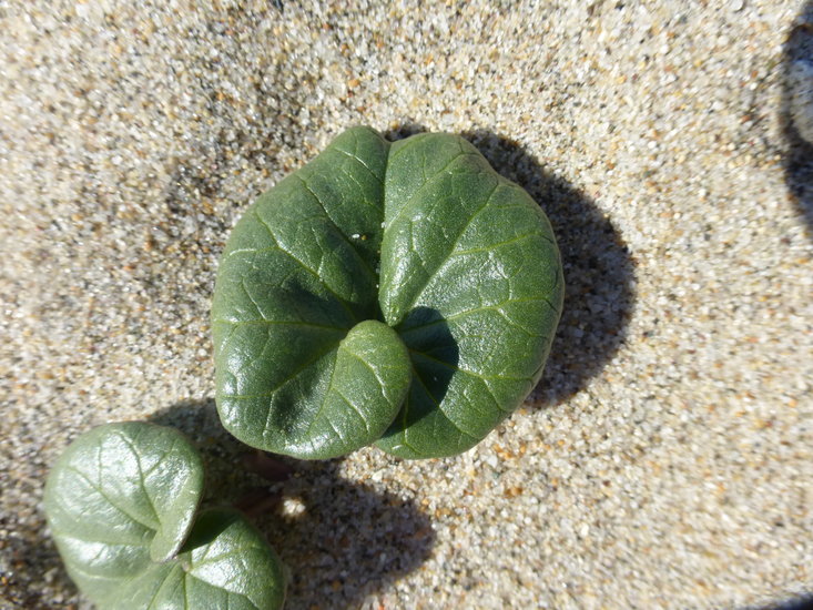 Plancia ëd Calystegia soldanella (L.) R. Br.