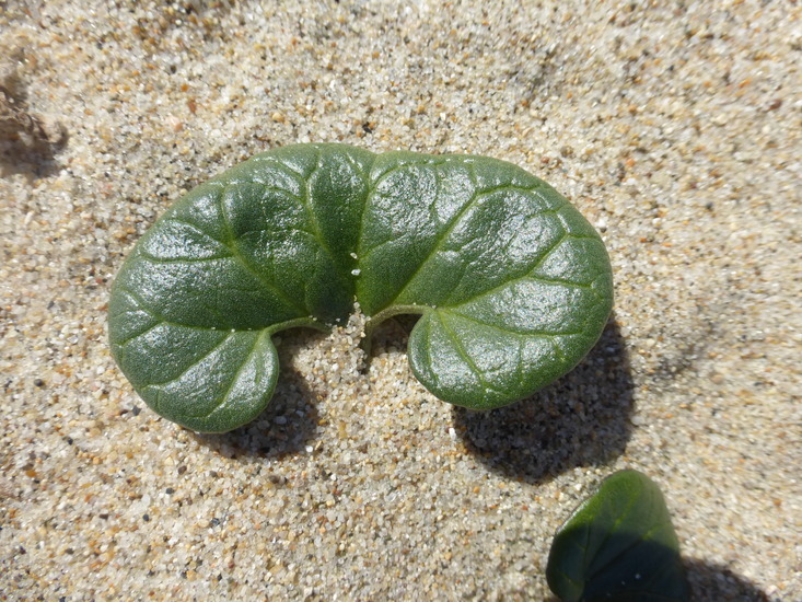 Plancia ëd Calystegia soldanella (L.) R. Br.