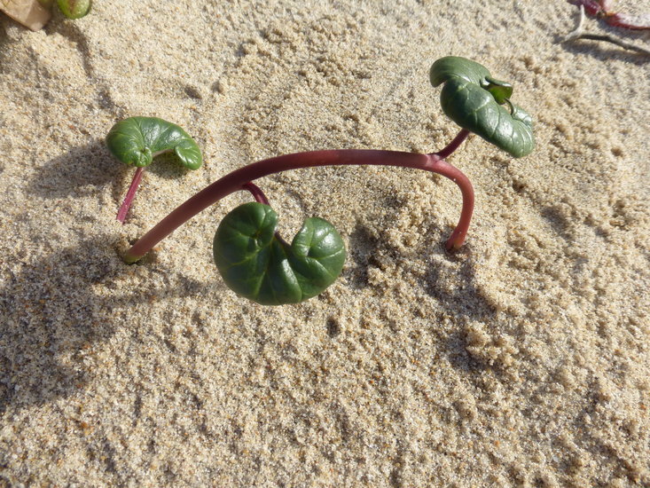 Plancia ëd Calystegia soldanella (L.) R. Br.