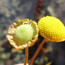 Imagem de Cotula coronopifolia L.