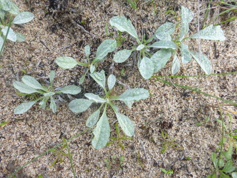 Image of common sandaster