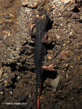 Image of Northern spectacled salamander