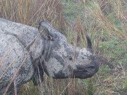 Image de Rhinocéros unicorne de l'Inde