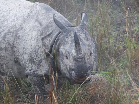 Image of Indian Rhinoceros