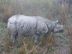 Image de Rhinocéros unicorne de l'Inde