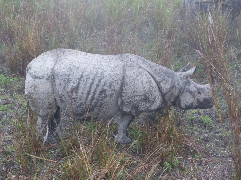 Image of Indian Rhinoceros