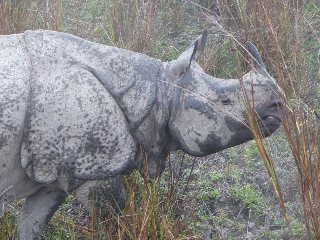 Image of Indian Rhinoceros