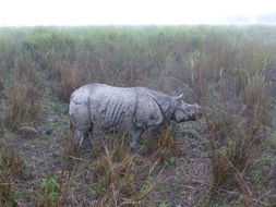 Image de Rhinocéros unicorne de l'Inde