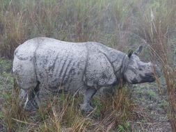 Image de Rhinocéros unicorne de l'Inde