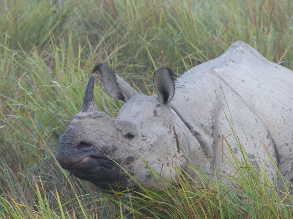 Image de Rhinocéros unicorne de l'Inde