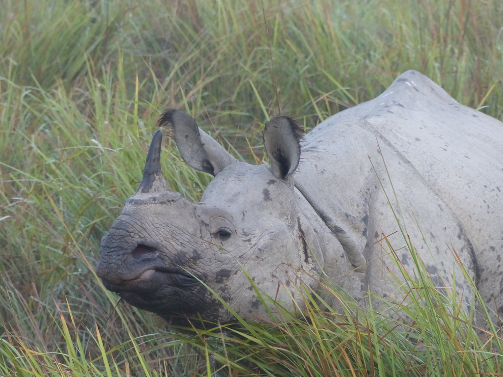 Image of Indian Rhinoceros