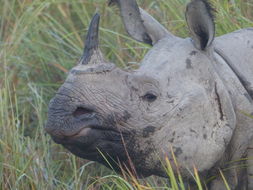 Image de Rhinocéros unicorne de l'Inde