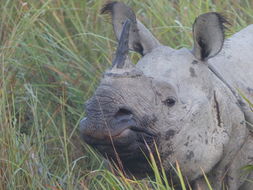 Image of Indian Rhinoceros