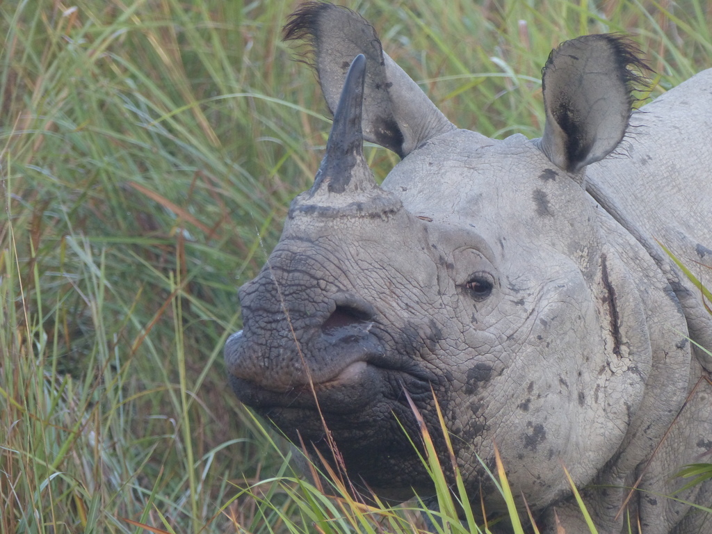 Image de Rhinocéros unicorne de l'Inde