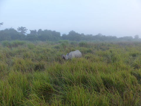 Image of Indian Rhinoceros