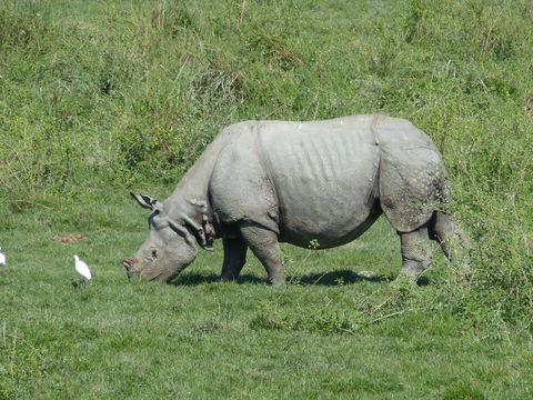 Image of Indian Rhinoceros