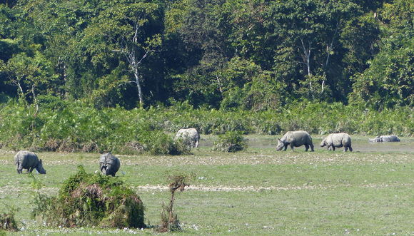 Image of Indian Rhinoceros