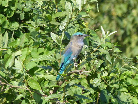 Imagem de Coracias benghalensis (Linnaeus 1758)