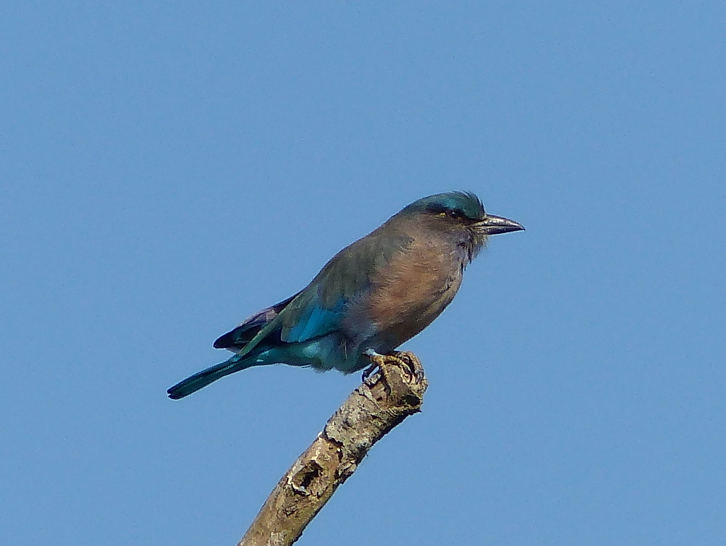 Imagem de Coracias benghalensis (Linnaeus 1758)