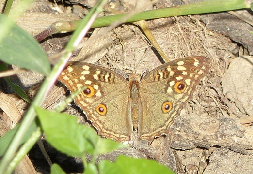 Image of Junonia lemonias Linnaeus 1758