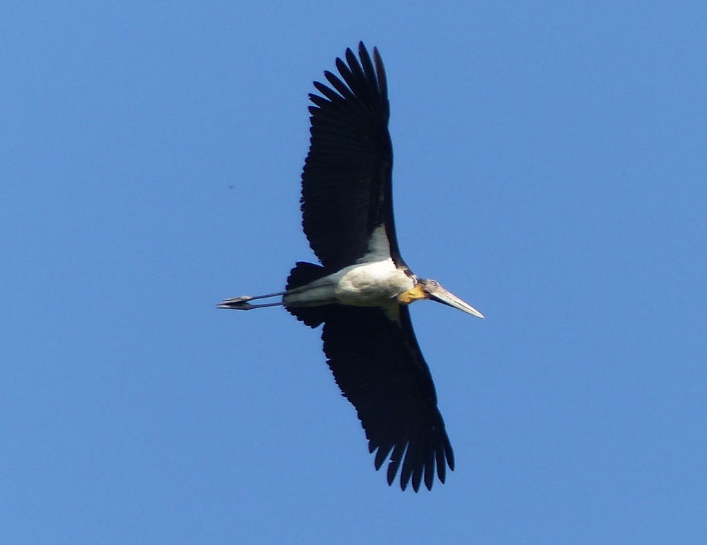 Image of Lesser Adjutant Stork