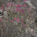 Image of Ipomoea bracteata Cav.