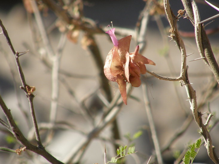 Image of Ipomoea bracteata Cav.