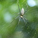 Image of Nephila pilipes (Fabricius 1793)