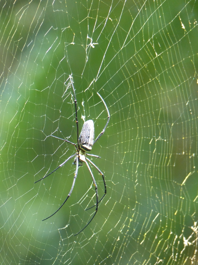 Sivun Nephila pilipes (Fabricius 1793) kuva