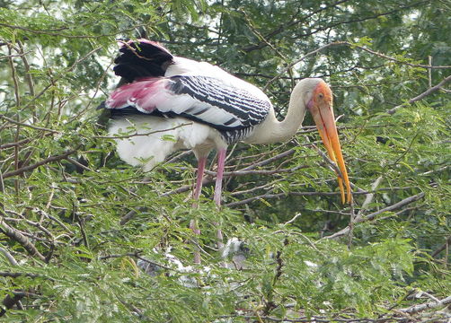 Image of Painted Stork